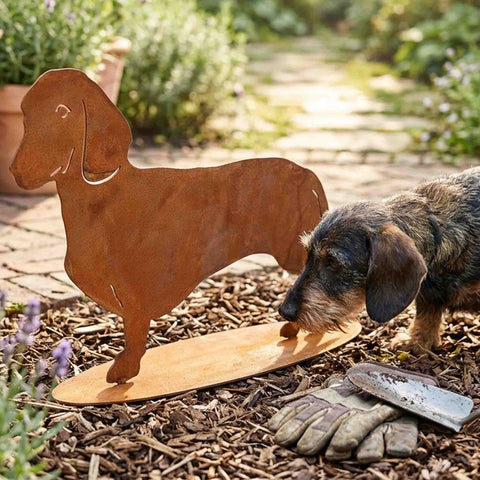 Dackel Deko Figur aus Cortenstahl im Garten – echter Dackel beschnuppert die Metall-Figur auf ovaler Bodenplatte.